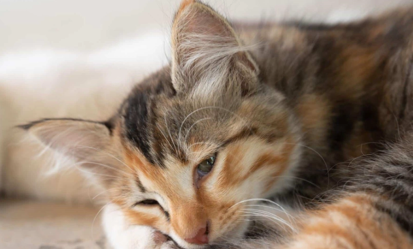 猫咪肾脏病症状