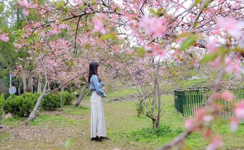 櫻花季旅遊 櫻花季旅遊