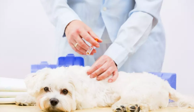 狗預防針多久打一次 狗預防針多久打一次
