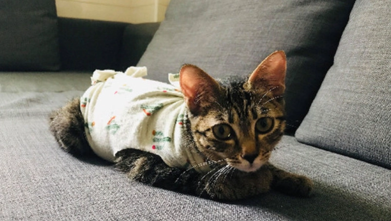 結紮後護理 結紮後護理