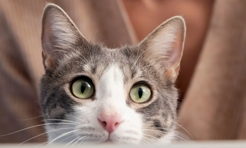 貓咪鼻淚管阻塞