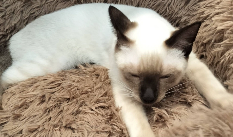 暹羅貓健康照顧