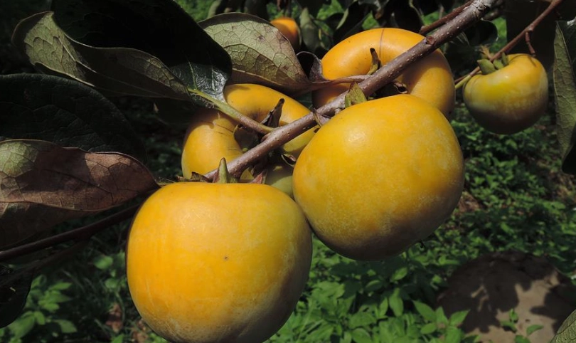 柿子催熟方法 柿子催熟方法