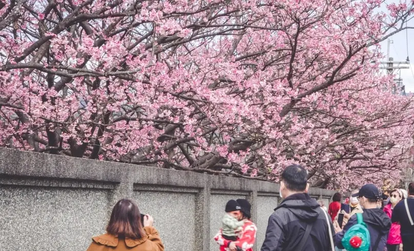 賞櫻景點推薦 賞櫻景點推薦