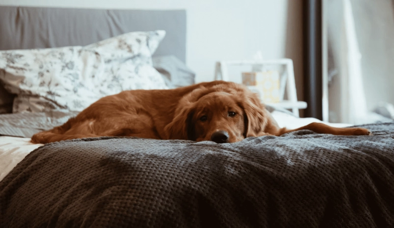 狗狗胰臟炎症狀