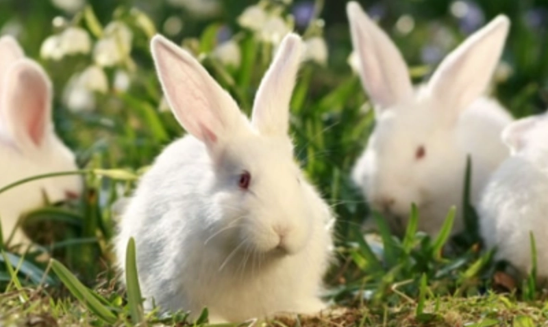 感冒傳染兔子 感冒傳染兔子