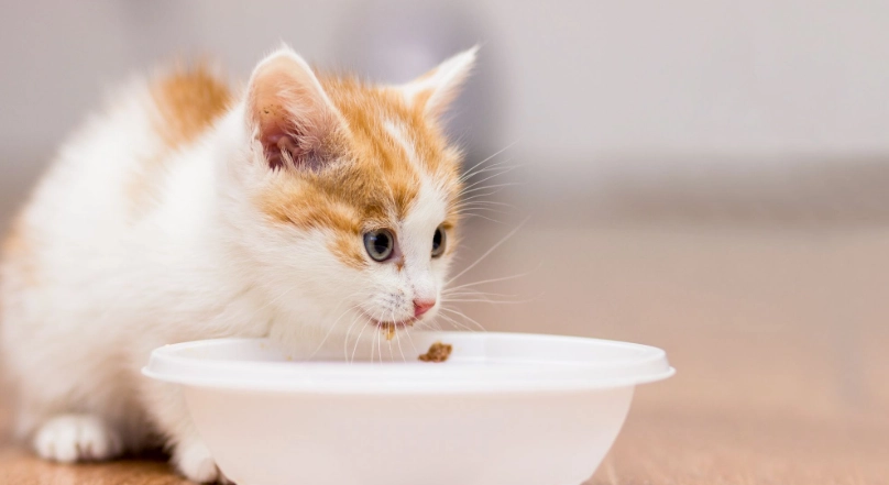 幼貓貓糧 幼貓貓糧