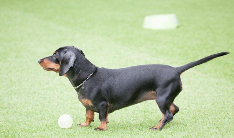 短毛臘腸狗照顧