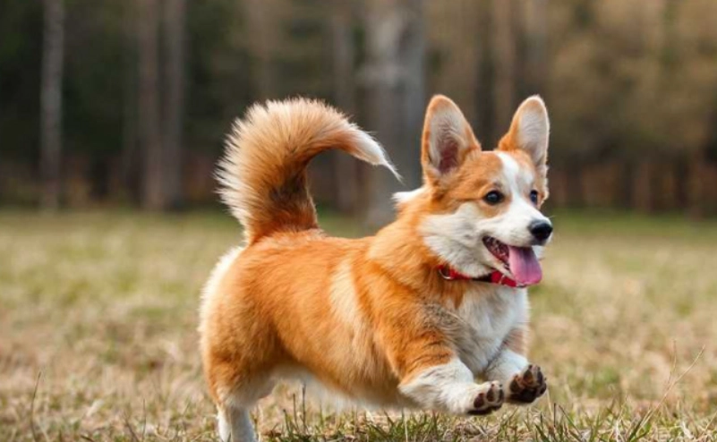 柯基 優缺點 柯基 優缺點