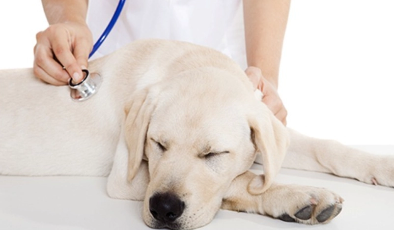 人腸病毒 狗 人腸病毒 狗