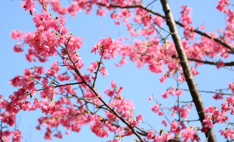 櫻花季旅遊 櫻花季旅遊
