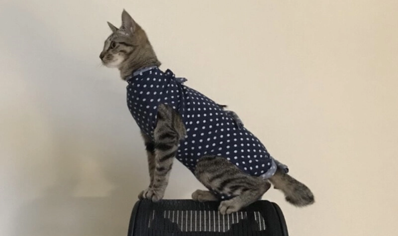 母貓結紮頭套 母貓結紮頭套