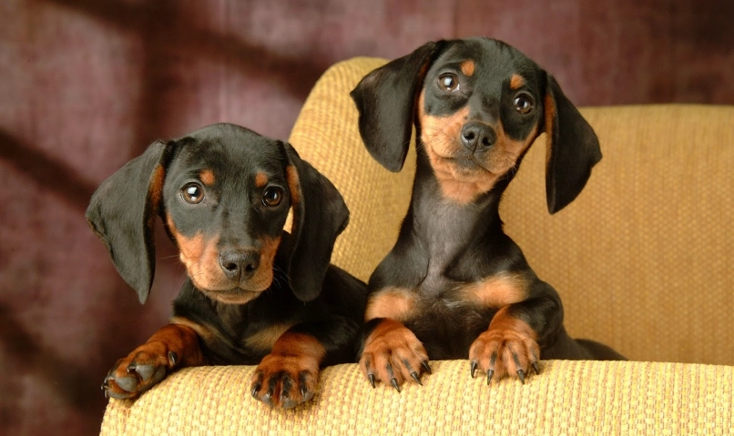 臘腸狗健康問題