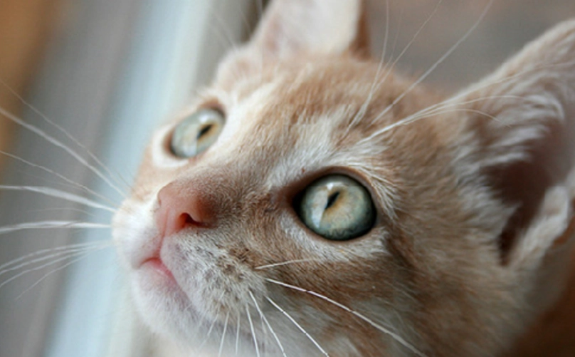 猫咪眼睛红肿 猫咪眼睛红肿