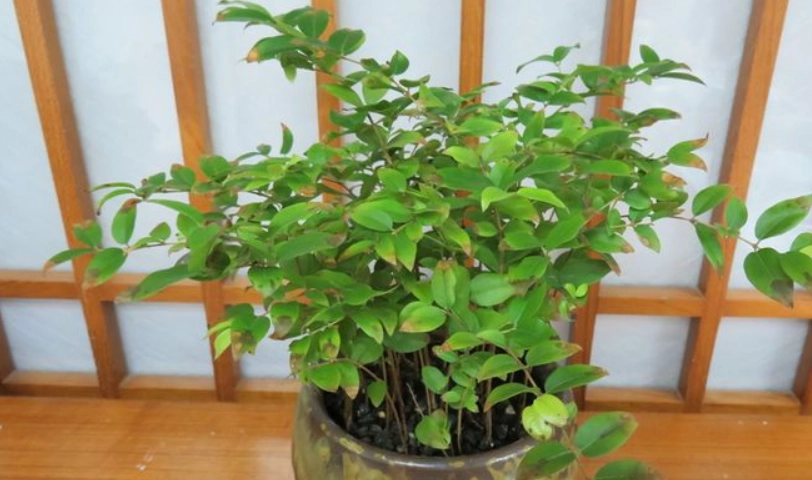 盆栽嘉寶果照顧 盆栽嘉寶果照顧