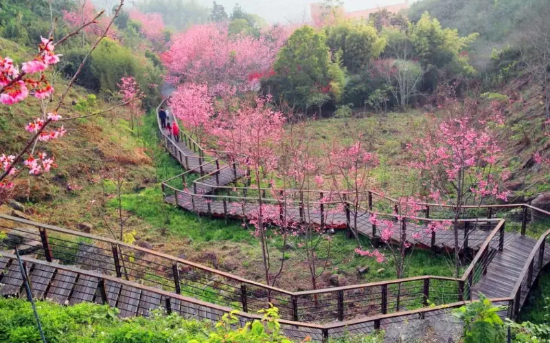 賞櫻景點推薦 賞櫻景點推薦