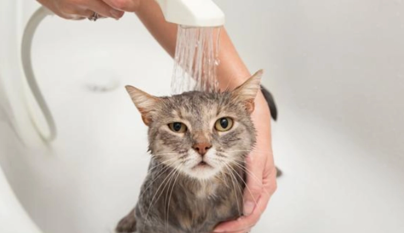貓咪洗澡技巧 貓咪洗澡技巧