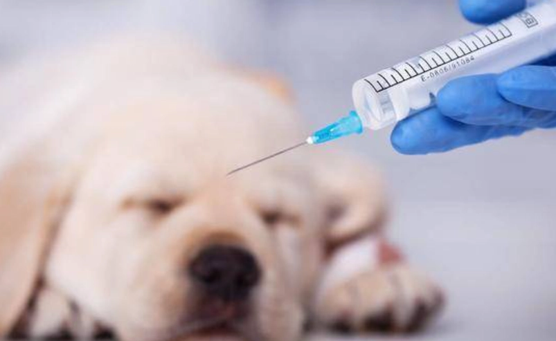 狗狗預防針 狗狗預防針