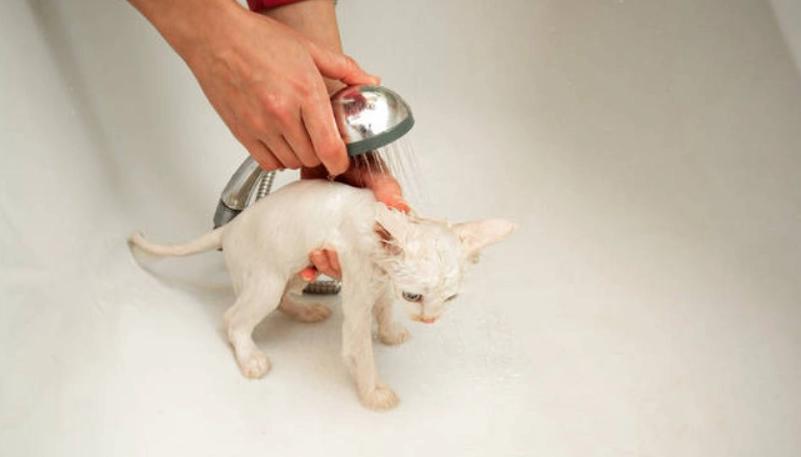 貓咪洗澡頻率 貓咪洗澡頻率