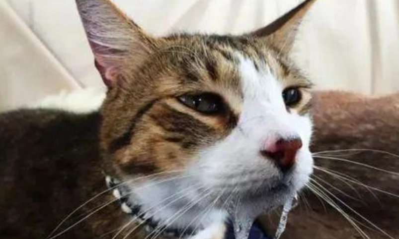 貓緊張症狀 貓緊張症狀