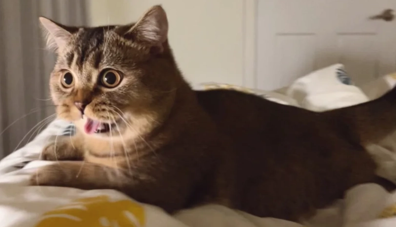 貓咪喘氣原因 貓咪喘氣原因