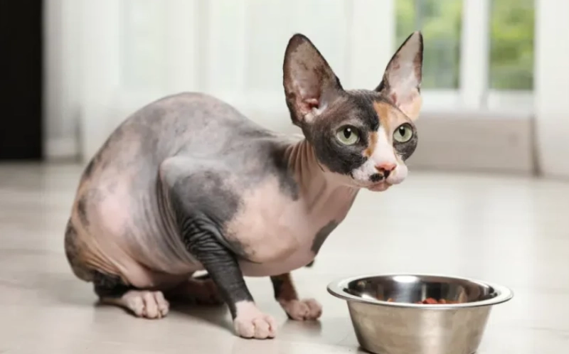 貓咪餵食量計算