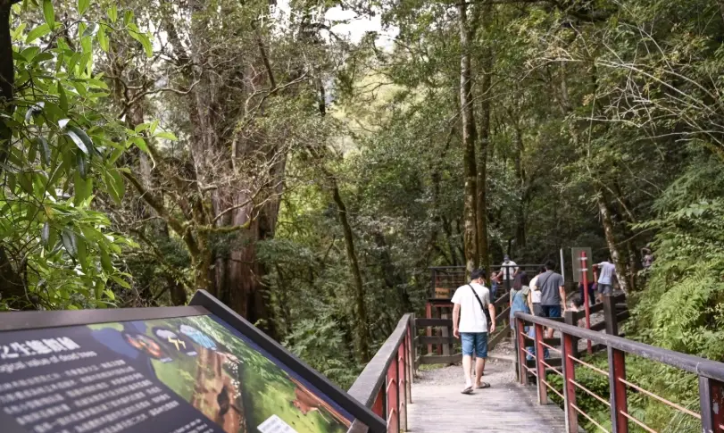 拉拉山神木群交通