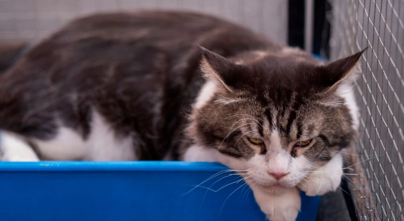 血尿恢復時間 血尿恢復時間