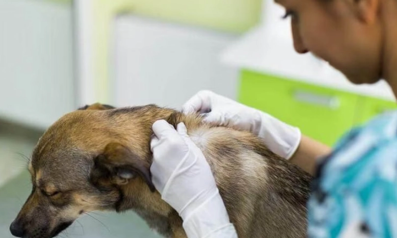 椰子油治療狗狗皮膚