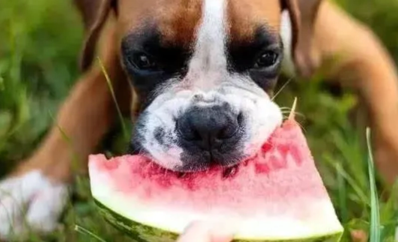 狗 可以 吃 西瓜