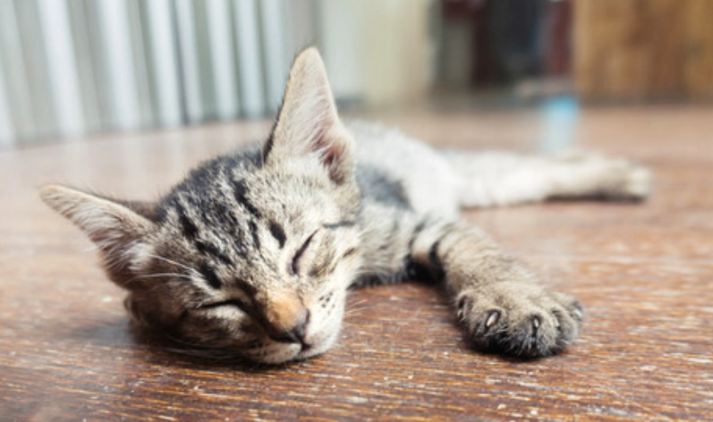 貓下泌尿道疾病 貓下泌尿道疾病