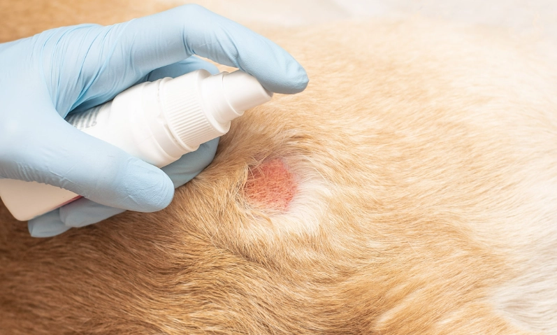 狗狗皮膚病治療 狗狗皮膚病治療