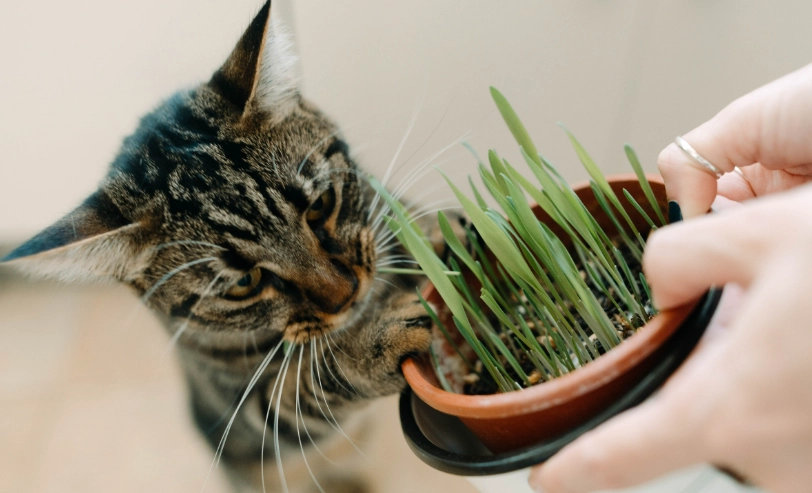 貓薄荷對貓咪的作用