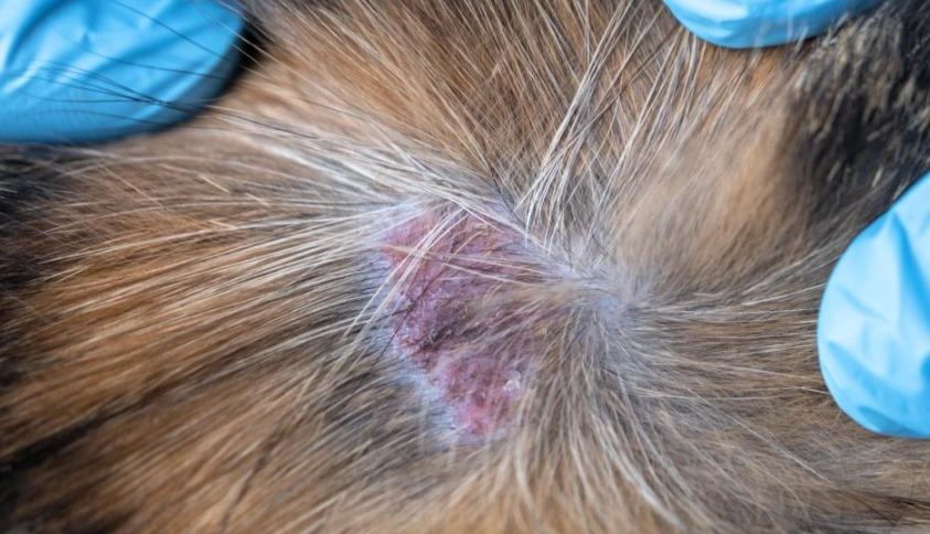 狗狗皮膚病治療 狗狗皮膚病治療