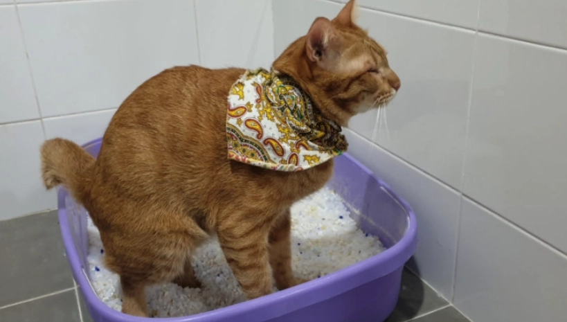 血尿恢復時間 血尿恢復時間