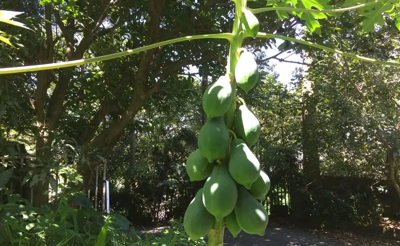 木瓜施肥技巧 木瓜施肥技巧