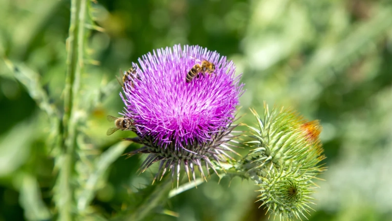 水飛薊副作用 水飛薊副作用