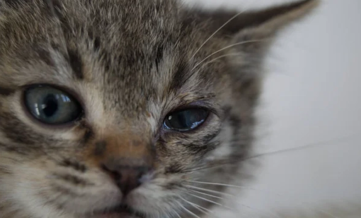 貓角膜潰瘍原因 貓角膜潰瘍原因