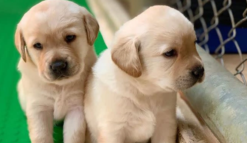 拉布拉多犬毛色