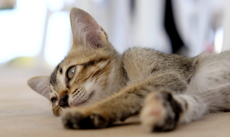 貓膀胱炎症狀 貓膀胱炎症狀