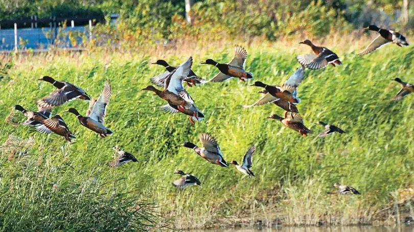動物大遷徙 台灣