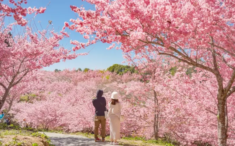 櫻花季旅遊