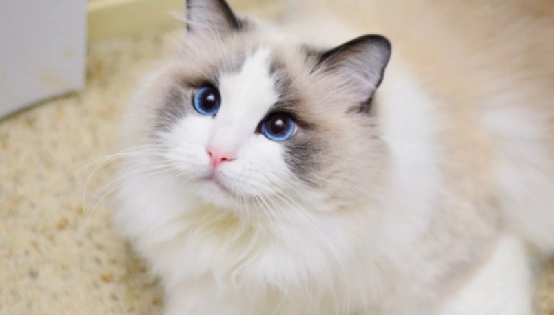 布偶貓 健康問題