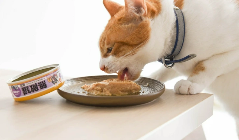 成貓罐頭餵食量