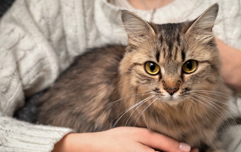 貓咪愛你的跡象