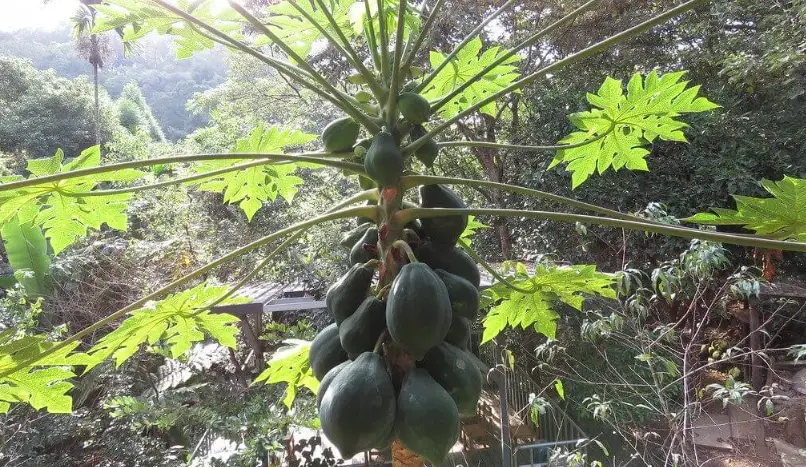 木瓜病蟲害防治 木瓜病蟲害防治