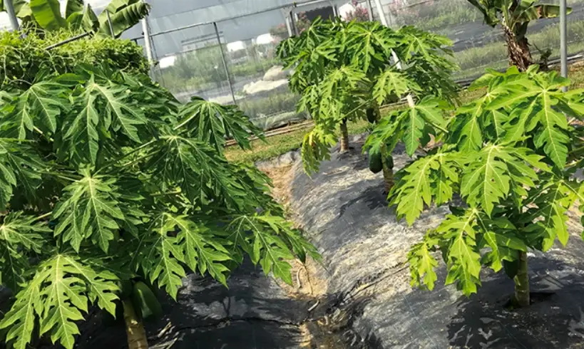 木瓜施肥技巧 木瓜施肥技巧