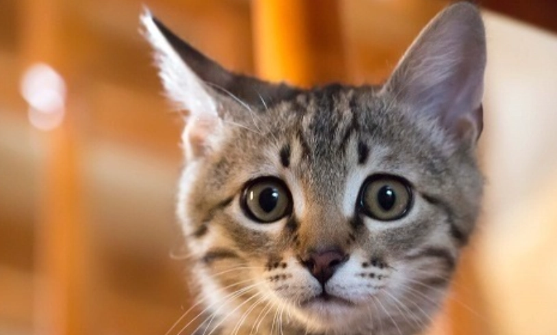 貓下泌尿道疾病 貓下泌尿道疾病