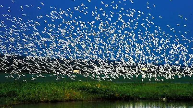 動物大遷徙 台灣