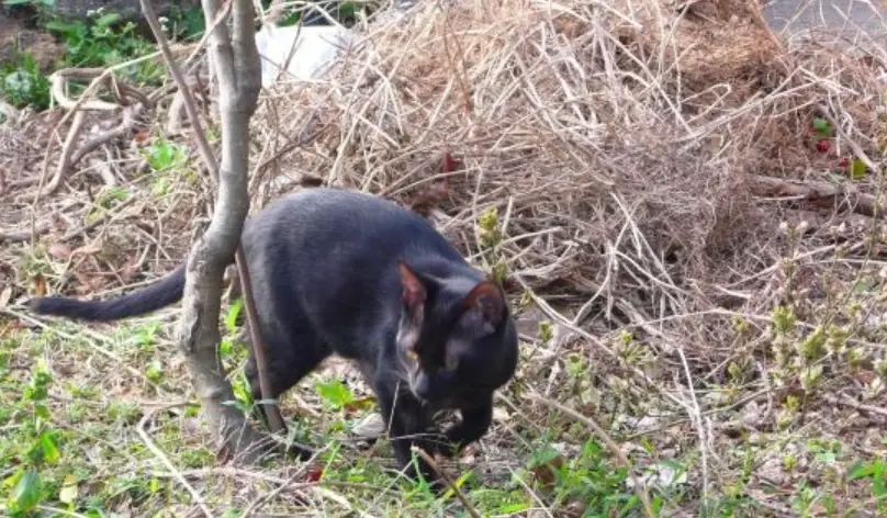 放養貓咪不見怎麼辦？10年貓奴教你找回愛貓全攻略